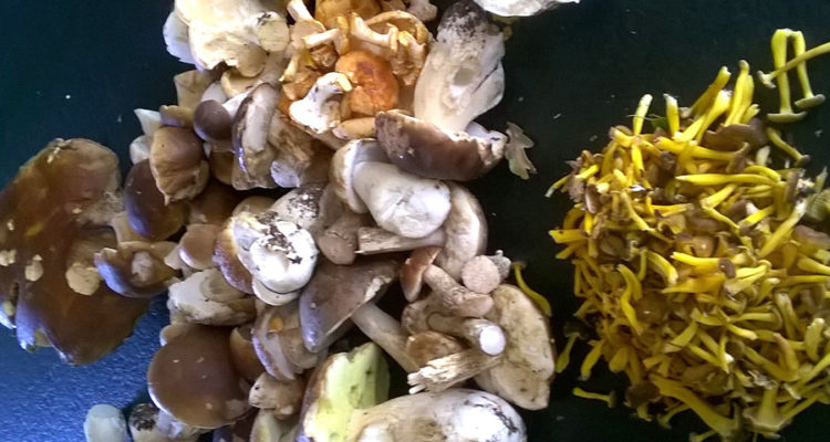 finding mushrooms