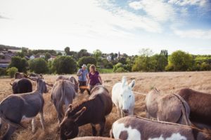 Picture of Donkeys in the Vexin- property of ânes en Vexin