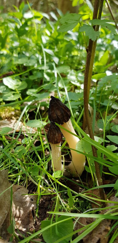 duo de morilles - le refuge Fontaine Couture, Théméricourt