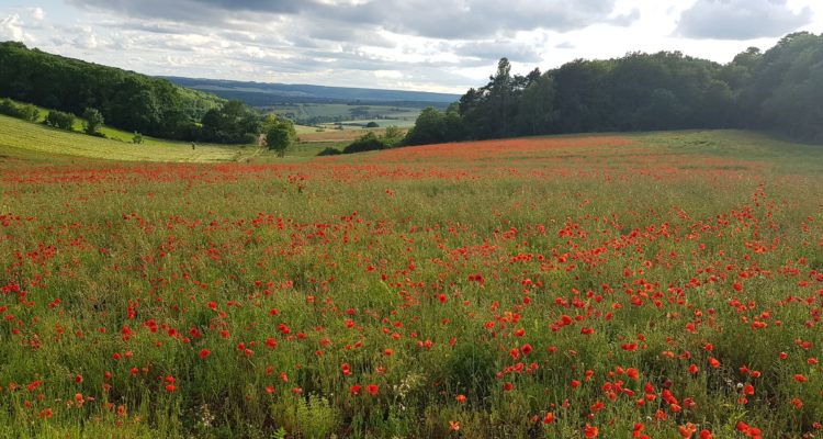 venez voir ces jolis champs de coquelicots