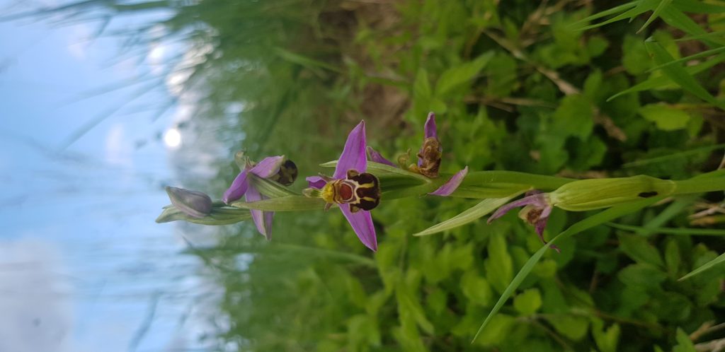orchidée abeille refuge fontaine couture théméricourt