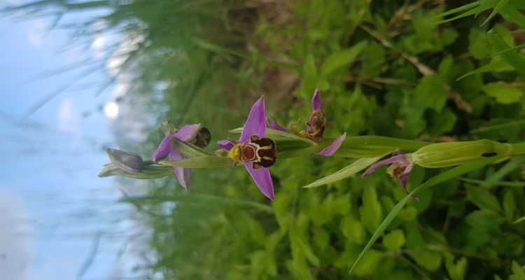 orchidée abeille refuge fontaine couture théméricourt