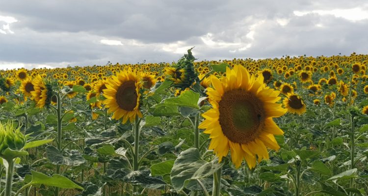 Les Tournesols prêts pour l'assaisonnement...